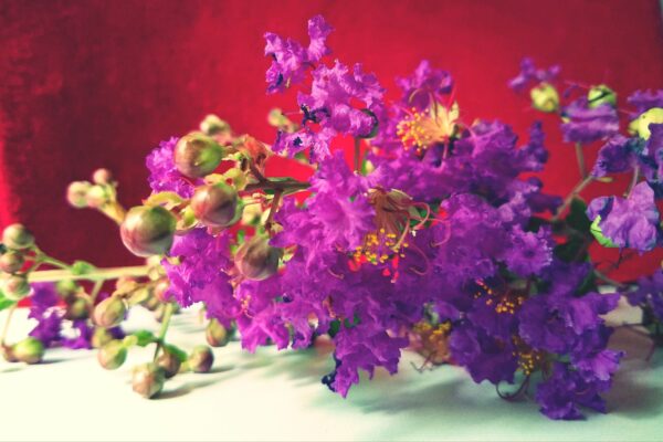promo-banner-image